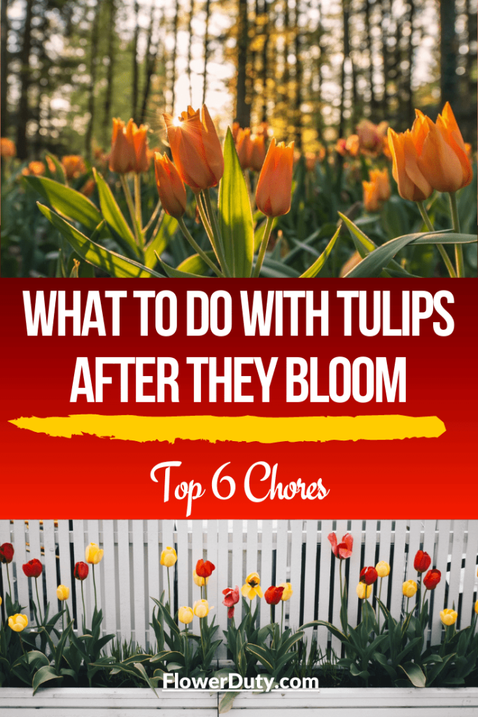 What To Do With Tulips After They Bloom ( Top 6 Chores )