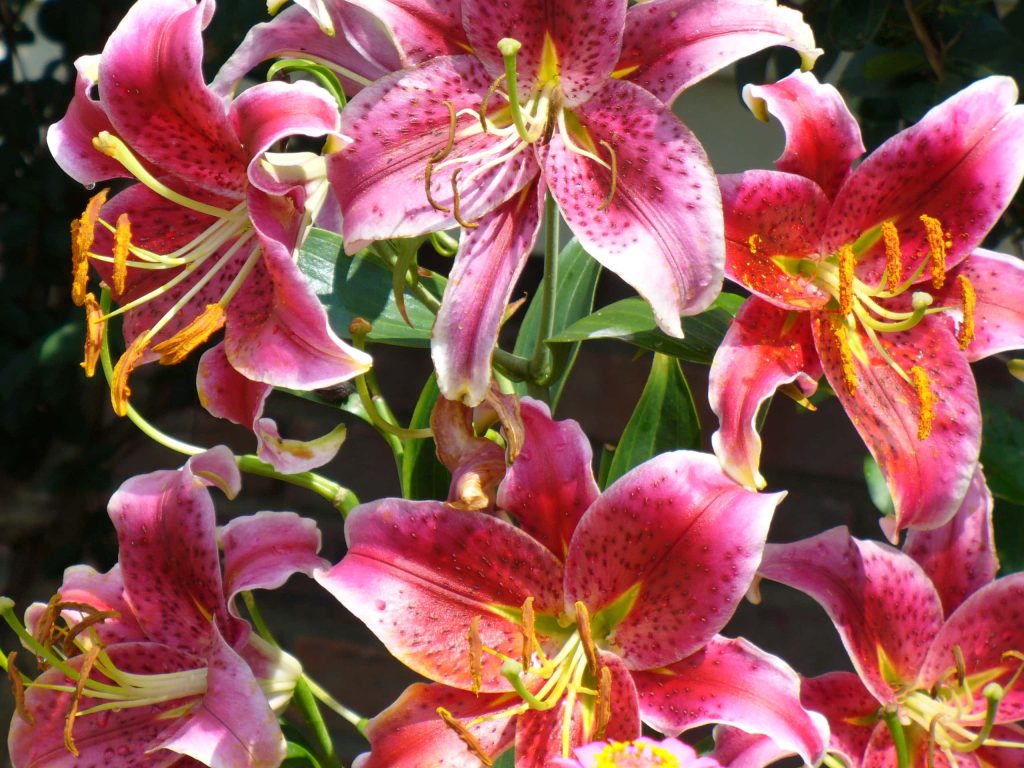 How To Grow Stargazer Lilies In Pots ( In 7 Easy Steps ) » Flower Duty