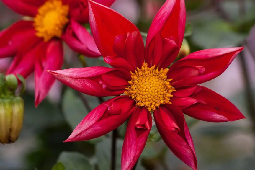 How To Protect Dahlias From Slugs And Snails ( Top 7 Effective Ways