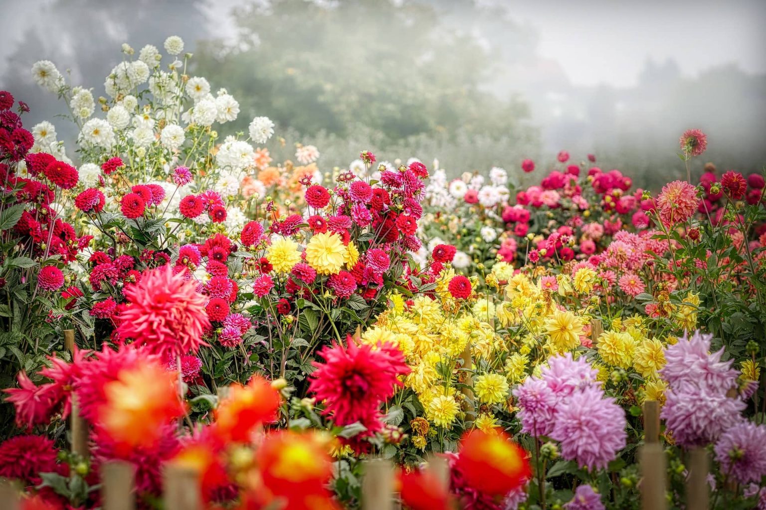Can You Plant Dahlias With Roses 1536x1024 