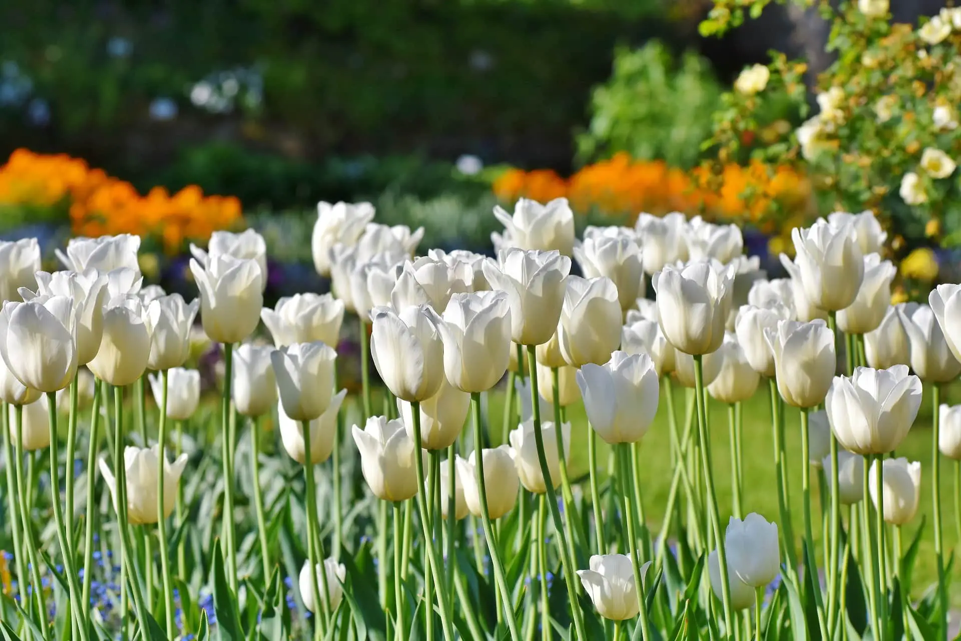 How To Save Tulip Bulbs For Next Year 
