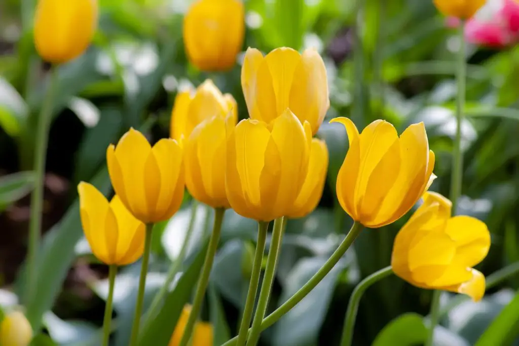 How To Propagate Tulips ( Bulblets & Seeds ) » Flower Duty