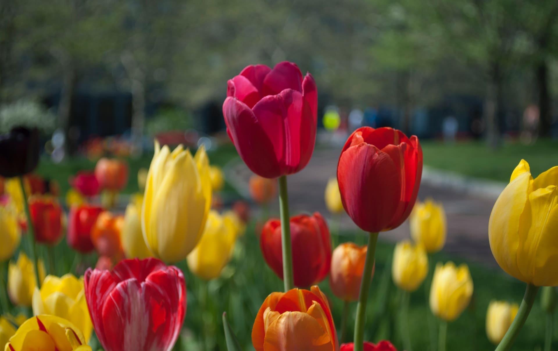 How To Keep Tulips Alive In A Vase ( In 6 Easy Steps ) » Flower Duty