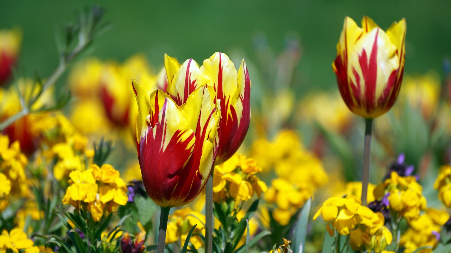 How To Take Care Of Tulips ( Garden & Vase ) » Flower Duty