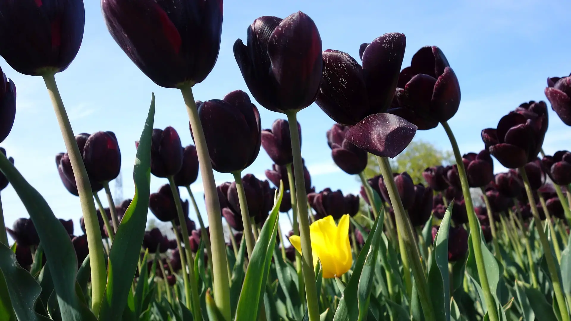 Black Tulips - Are They Really Black in Color? - Article onThursd