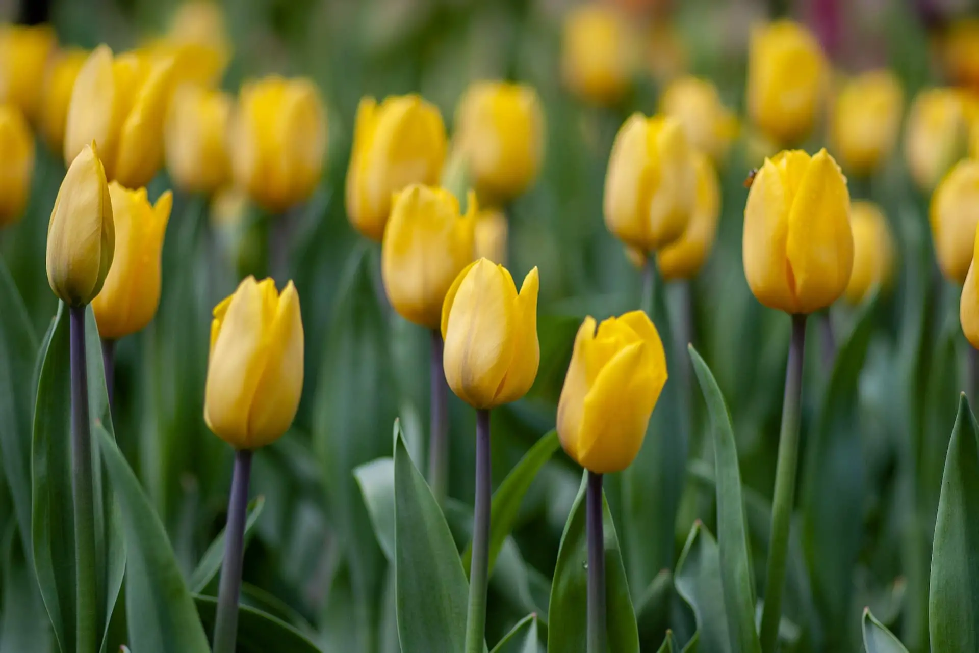 Yellow Tulips Meaning ( Symbolism & Secret Meanings ) » Flower Duty