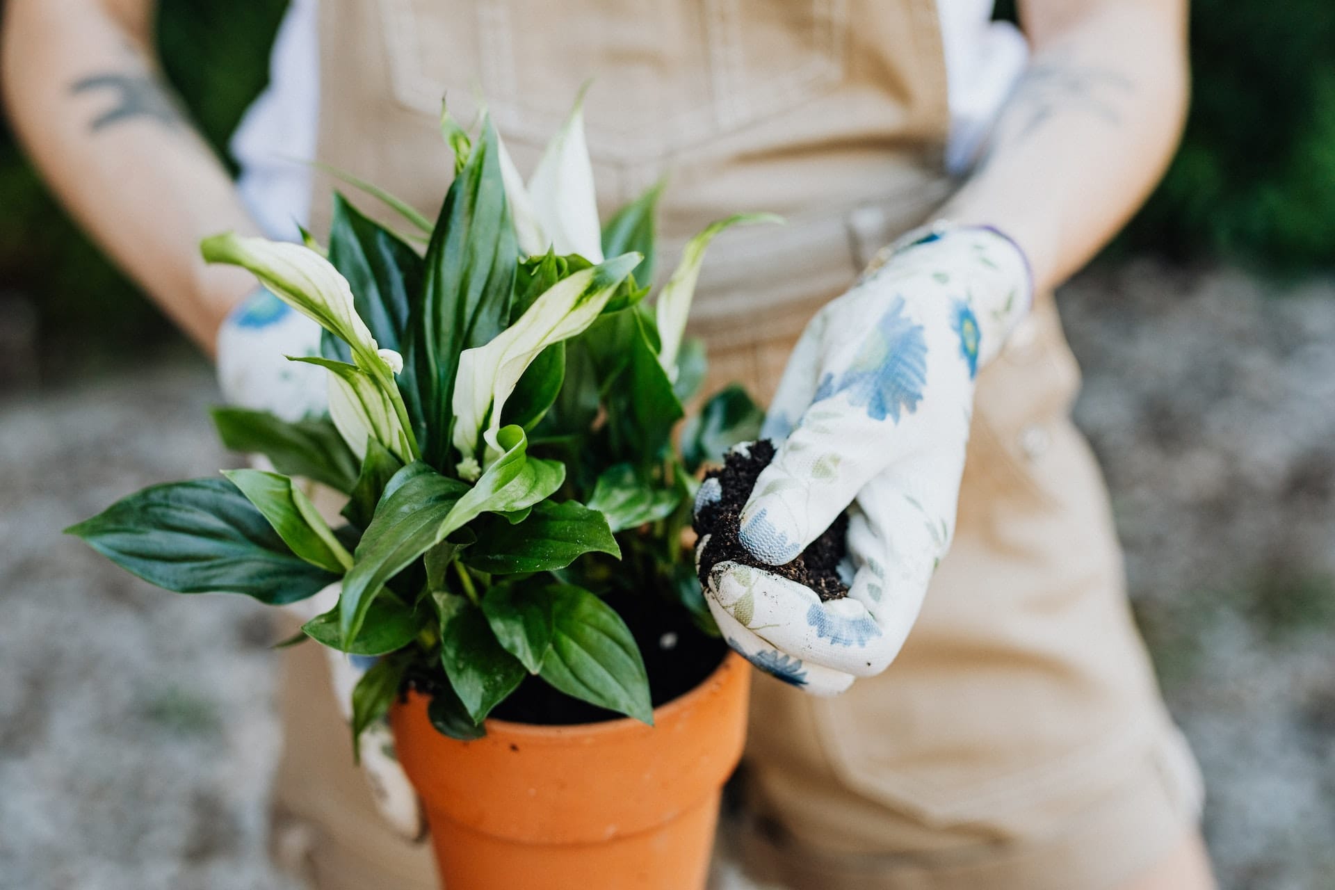 Can A Peace Lily Live Outside? ( In 10 Easy Steps ) » Flower Duty