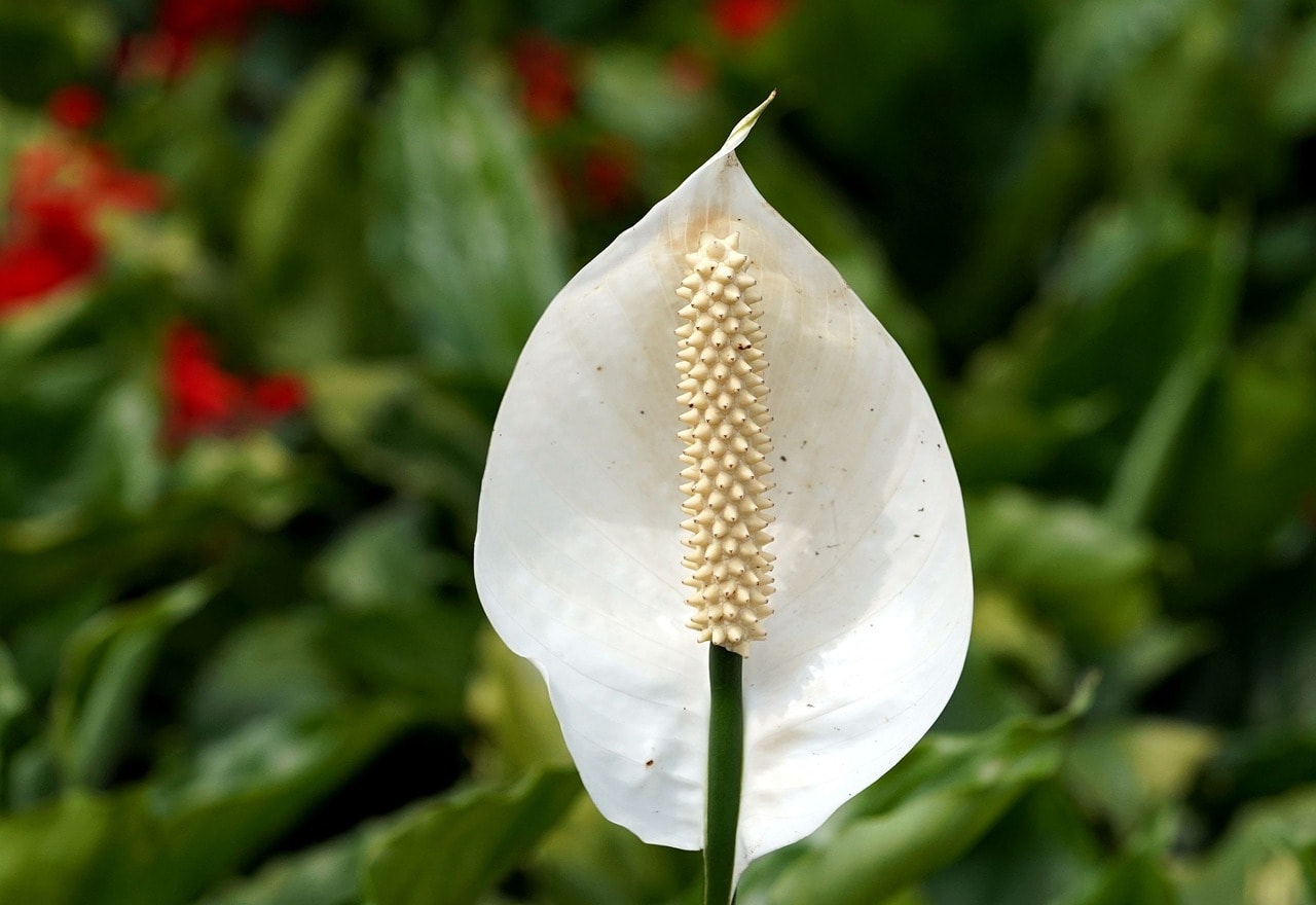 How To Save A Peace Lily From Root Rot ( Treatment & Prevention